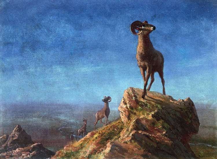 Albert Bierstadt Oil Painting Rocky Mountain Big Horns - Click Image to Close